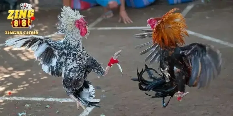 Đá Gà Cựa Dao
