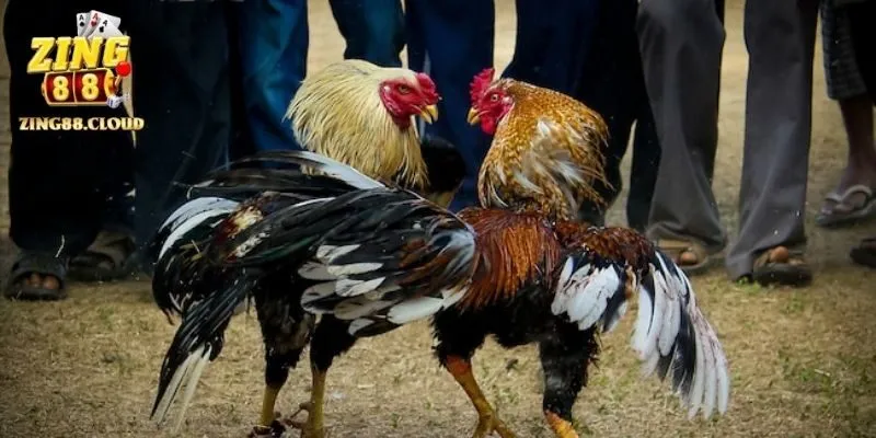Sơ lược về đá gà truyền thống