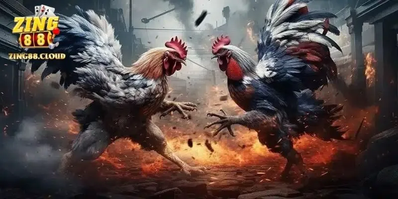 3 điều thường gặp ở gà tre đá 