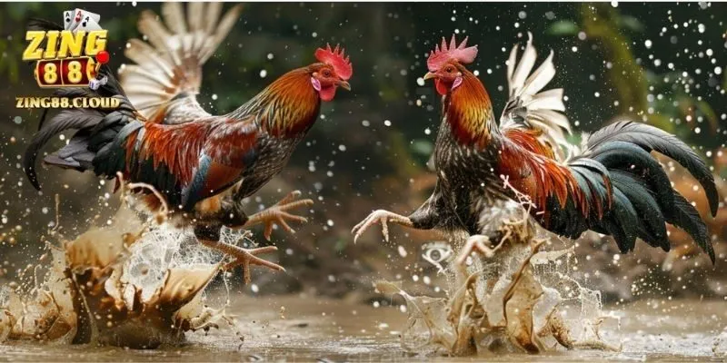 Dòng kê Việt ghi điểm bởi độ dẻo dai